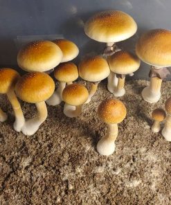 Golden Teacher Spores