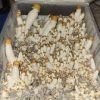 Liberty Cap Spores