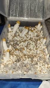 Liberty Cap Spores
