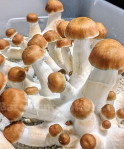 Penis Envy Spores