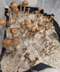 Psilocybe Cubensis Spores