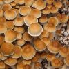 Mexican Mushroom Spores