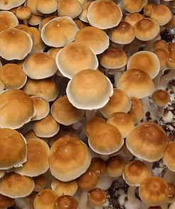 Mexican Mushroom Spores