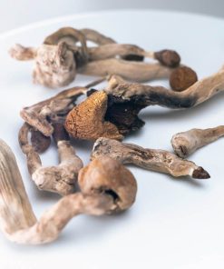 Amazonian Psilocybin Mushrooms