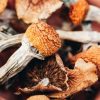 Psilocybe Azurescens Mushroom