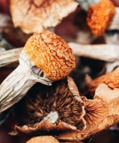 Psilocybe Azurescens Mushroom