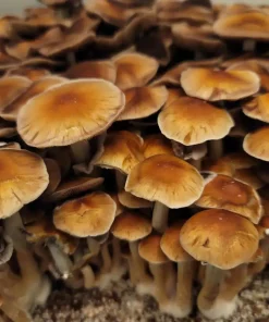 B+ Mushroom Spores
