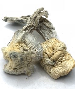 Avery’s Albino Magic Mushrooms